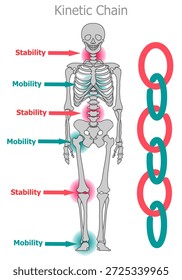 Cadena cinética del esqueleto humano. Estabilidad de la articulación, movilidad del cuerpo esquelético diagrama de división ósea. Vector de ilustración