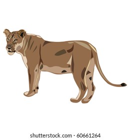 king of beasts - African lioness
