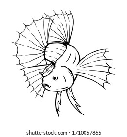 King Betta Fish with crown on his head