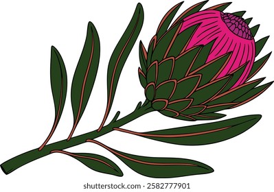 The King of Blooms The Protea