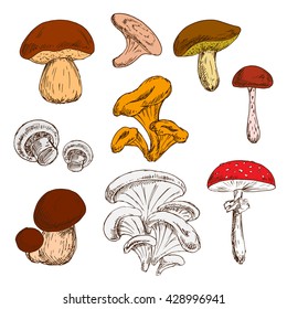 King bolete and champignons, wild forest chanterelles, porcini and boletus, tree oysters and cep, poisonous amanita mushrooms sketch symbols. Great for vegetarian recipe or guide book design usage 