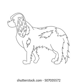 King cavalier charles spaniel