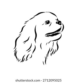 König Charles Spaniel, Hund, Vektorskizze