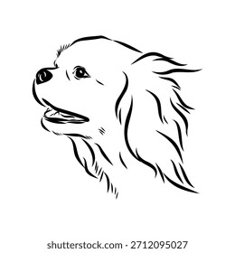 Rei Charles Spaniel, cão, esboço vetorial
