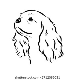 Rei Charles Spaniel, cão, esboço vetorial