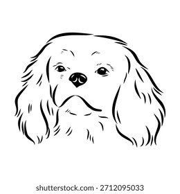 Rei Charles Spaniel, cão, esboço vetorial
