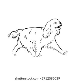 King Charles Spaniel, perro, boceto de Vector