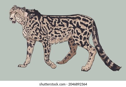 king cheetah pictures, endangered, wild animal, art.illustration, vector