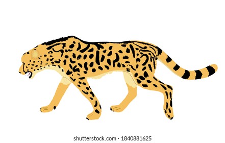 King cheetah vector illustration isolated on white background. Acinonyx jubatus symbol. Big cat, fastest animal on planet. Elegant African safari animal.  