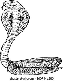 A King Cobra also known as hamadryad, posing for a strike. Hand drawn vector illustration. 