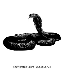 king cobra snake or Ophiophagus hannah vector drawing illustration. vector isolated element on the white background