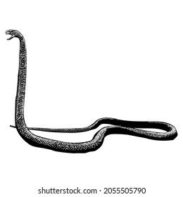 king cobra snake or Ophiophagus hannah vector drawing illustration. vector isolated element on the white background