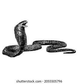 King Cobra Snake Or Ophiophagus Hannah Vector Drawing Illustration. Vector Isolated Element On The White Background