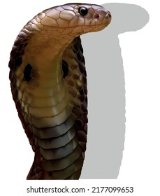 King Cobra Snake (Ophiophagus hannah) - Photorealistic Illustration Isolated on White Background, Vector