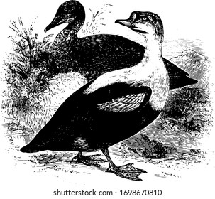 King Duck Found in the Arctic regions of Europe Asia and North America, vintage line drawing or engraving illustration.