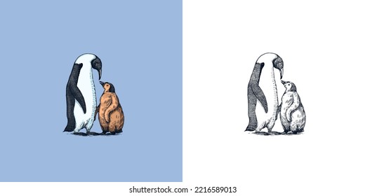 King Or Emperor Penguin Chick. Adult With Juveniles. Animal Moms And Babies. Cute Small Nestling. Vector Graphics Black And White Drawing. Hand Drawn Sketch. Aquatic Flightless Bird. 