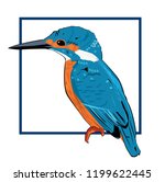 king fisher vector