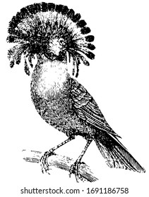 King Flycatcher which it catches on the wing with vivacity, vintage line drawing or engraving illustration.