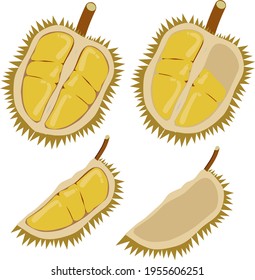 King of fruit also known as durian that has been cut and split open, ready to eat. Latin name: Durio zibethinus. Set collection durians and durian skin cartoon vector illustration.