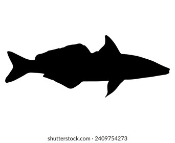 Arte vectorial de la silueta de peces de King George Whiting