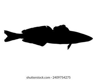 Arte vectorial de la silueta de peces de King George Whiting