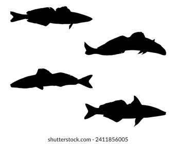 El rey Jorge blanco silueta de pescado vectorial arte fondo blanco