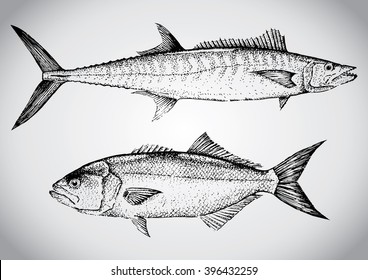 King mackerel and Bluefish. Vintage hand drawn illustration in vector