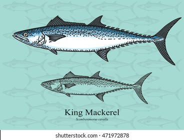 King Mackerel. Vector illustration with refined details and optimized stroke that allows the image to be used in small sizes (in packaging design, decoration, educational graphics, etc.)