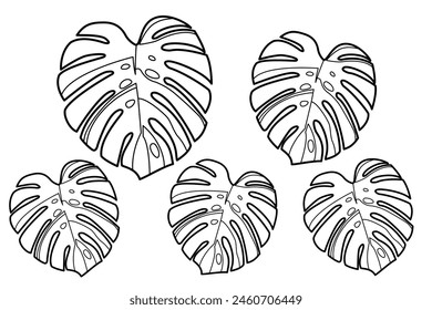 king monstera variegata outline drawing