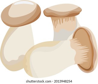 King Oyster mushroom, Set of King Oyster mushroom on white background. King Oyster mushroom vector illustration