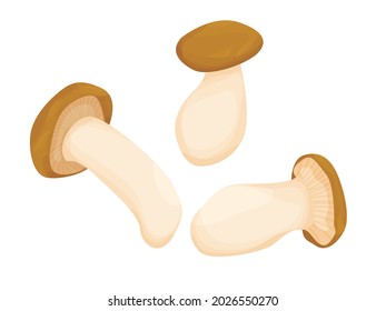 King oyster mushrooms isolated on white background. edible mushrooms. mushroom season. autumn harvest. vector flat.