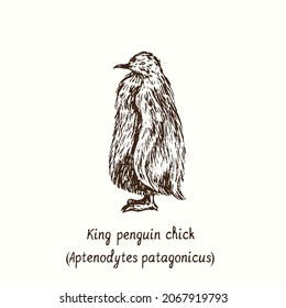 King penguin (Aptenodytes patagonicus) chick standing side view. Ink black and white doodle drawing in woodcut style.
