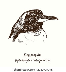 King penguin (Aptenodytes patagonicus) head portrait side view. Ink black and white doodle drawing in woodcut style.