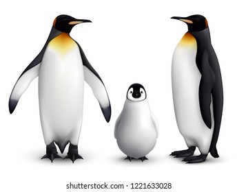 King penguin family with chick realistic closeup image with adult birds front and side view vector illustration