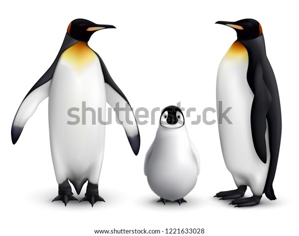 雛のリアルな接写画像を持つキング ペンギンファミリーと 大鳥の前面と側面のベクター画像イラスト のベクター画像素材 ロイヤリティフリー