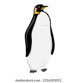 King Penguin. Flat vector illustration isolated on white. Polar animal