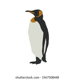 King penguin. Flightless seabird. Vector illustration.