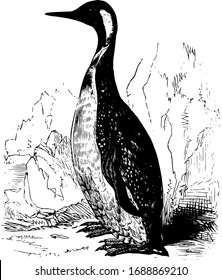 King Penguin se encuentra en las latitudes del sur de América del Sur y las islas circundantes, dibujo vintage o ilustración grabadora.