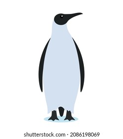 king penguin. icon in flat style on white background. antarctic bird. vector illustration