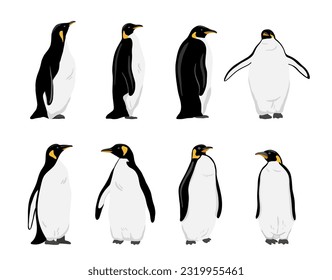 King Penguin set. Flat vector illustration isolated on white. Polar animals