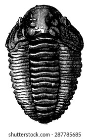 The king of primordial seas, Trilobite Calymene, vintage engraved illustration. Earth before man 1886.