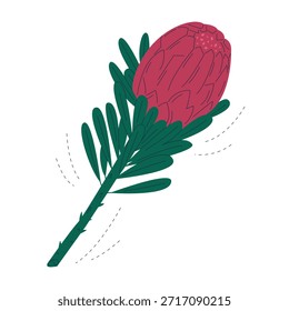 Ilustración de la flor del rey Protea en estilo plano dibujado a mano. Elemento floral exótico minimalista aislado sobre fondo blanco. Vector botánico tropical sudafricano para tarjetas de felicitación y diseño