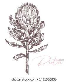 King Protea Sketch Vector Isolated Illustration. Exotic Tropical Hand Drawn Flower