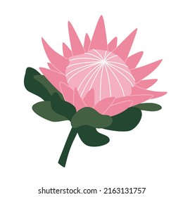 Ilustración portadora de protea real aislada en fondo blanco. Flor exótica de Sudáfrica