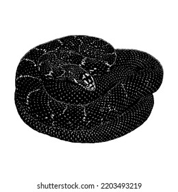 King Rat Snake hand drawing vector illustration isolated on white background