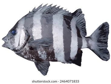 king of rock fishing, Barred Knifejaw (Ishidai), characterized by its black and white vertical stripes (Realistic cutout white background retouch illustration)