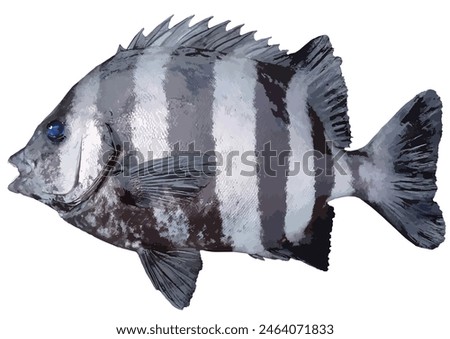 king of rock fishing, Barred Knifejaw (Ishidai), characterized by its black and white vertical stripes (Realistic cutout white background retouch illustration)