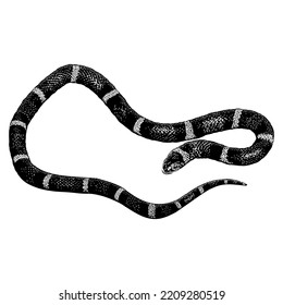 King Snake Hand Drawing. Vector Illustration Isolated On White Background.