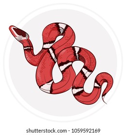 King snake vector illustration. Milk snake. Lampropeltis triangulum 