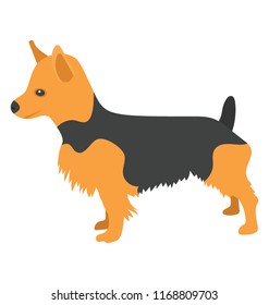 
King of terrier dogs, airedale terrier
